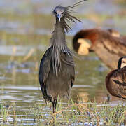 Black Heron