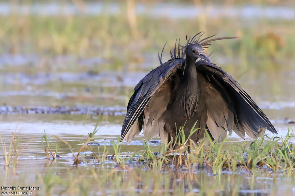 Black Heronadult, identification, habitat, fishing/hunting