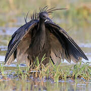 Black Heron