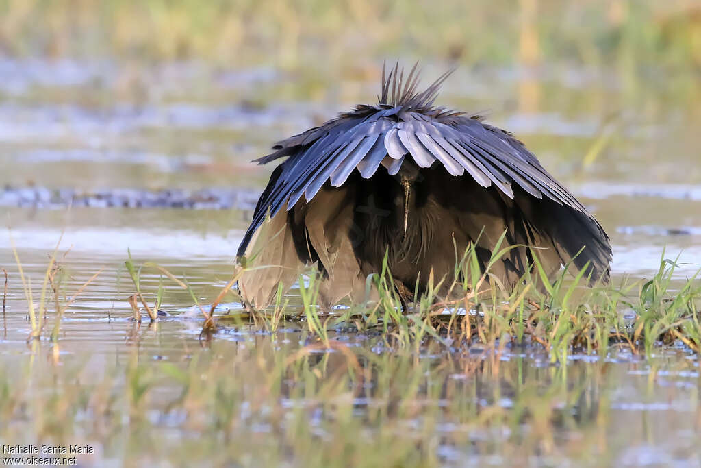 Aigrette ardoiséeadulte, pêche/chasse