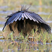 Black Heron