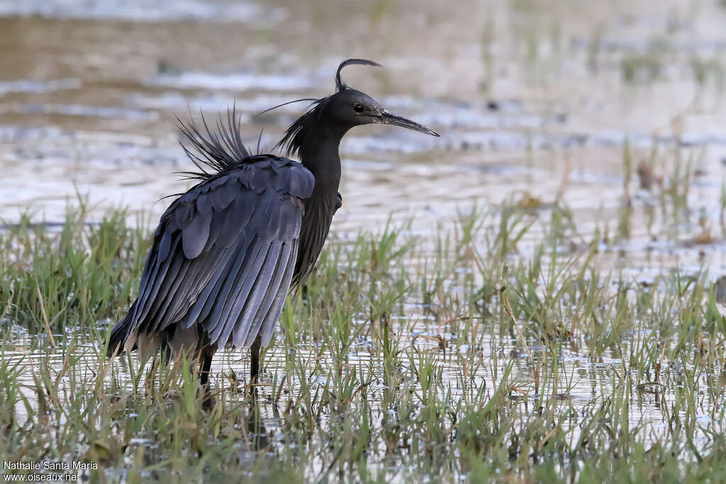 Aigrette ardoiséeadulte, identification, habitat