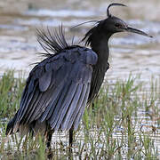 Black Heron