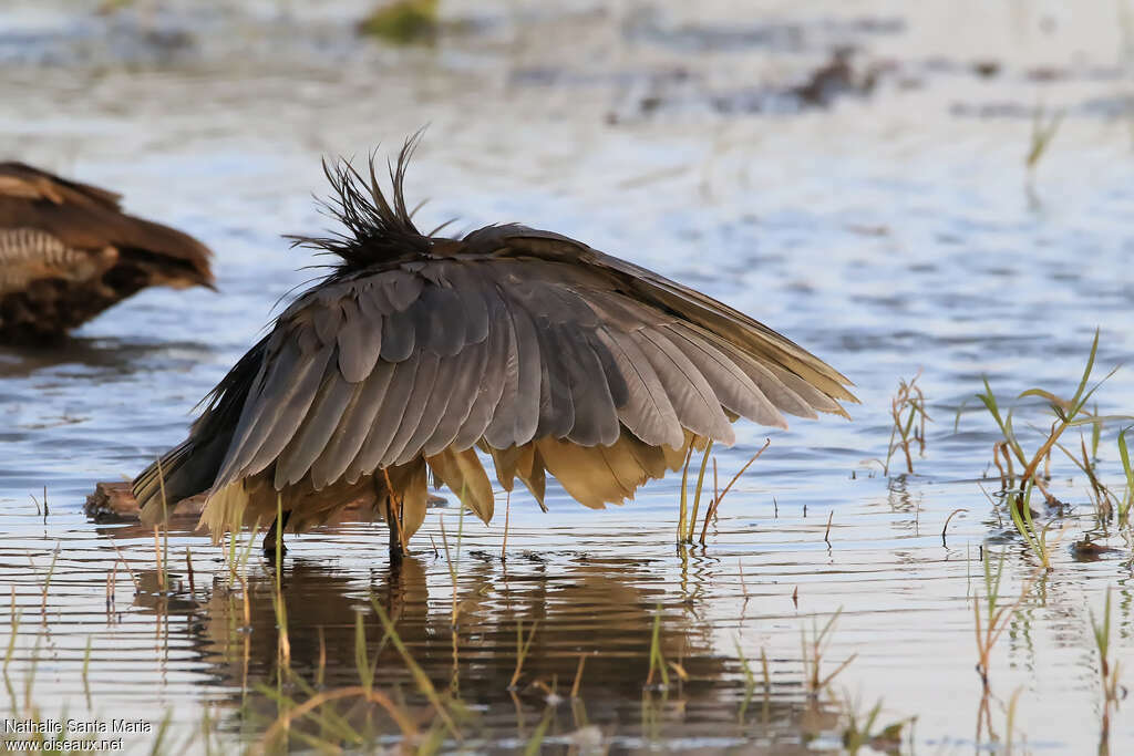 Black Heronadult, identification, habitat, fishing/hunting