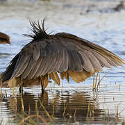 Black Heron