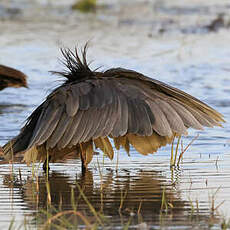 Aigrette ardoisée