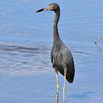 Aigrette bleue