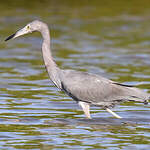 Aigrette bleue