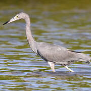 Little Blue Heron