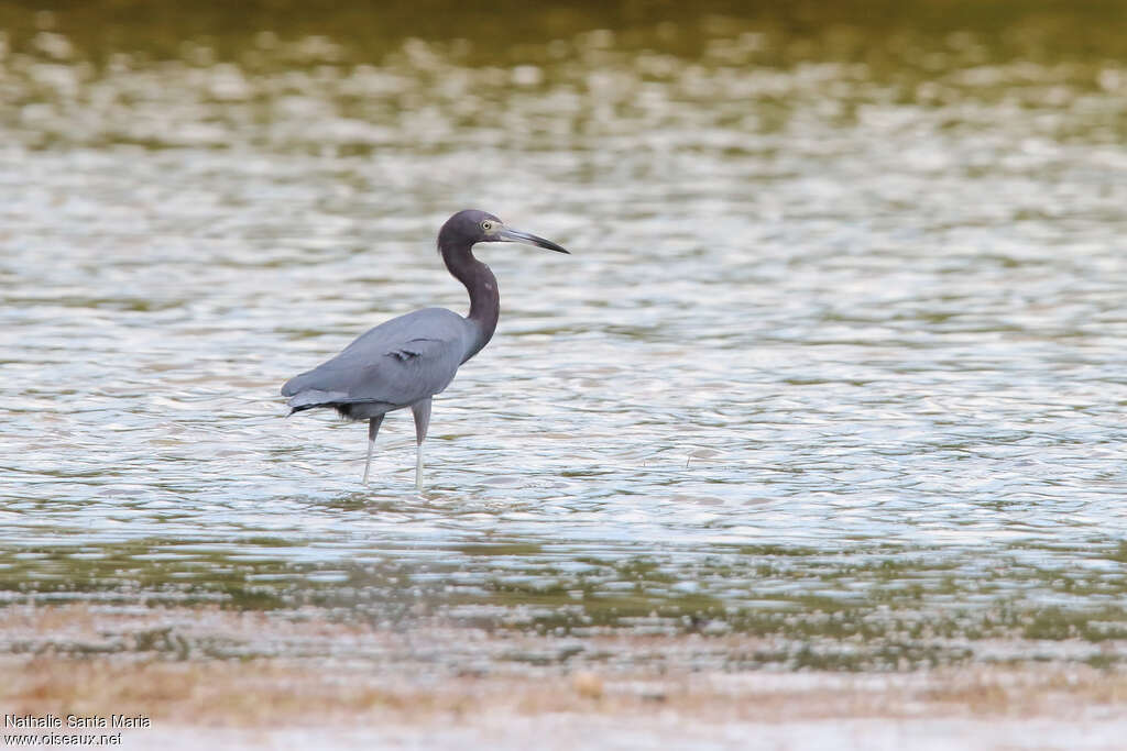 Aigrette bleueadulte, identification