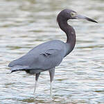 Aigrette bleue