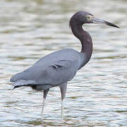 Little Blue Heron