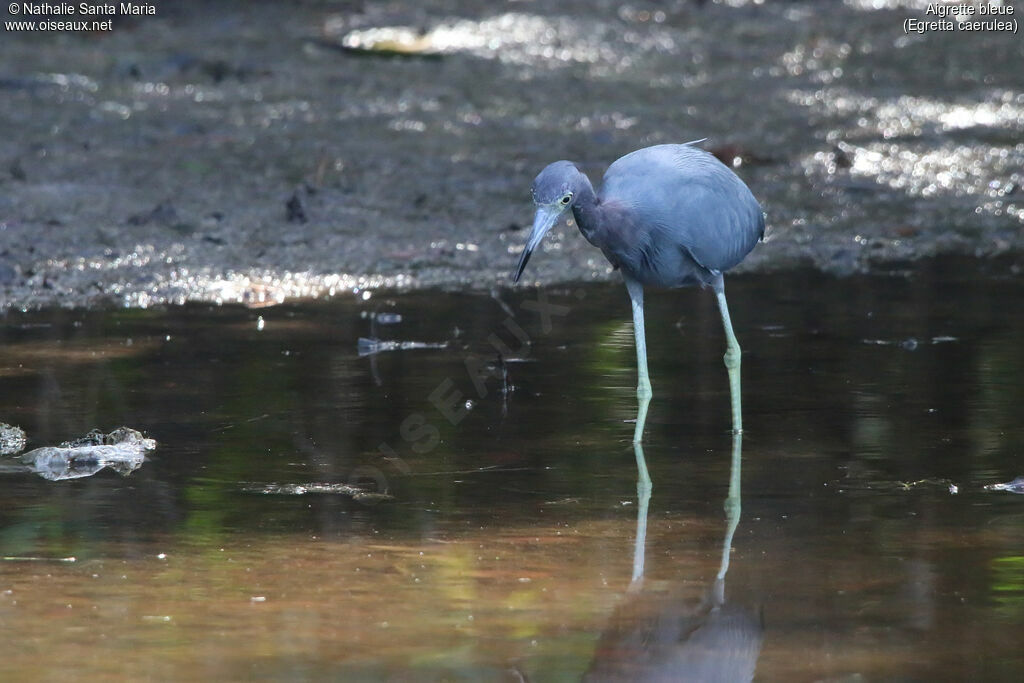 Little Blue Heronadult, identification, fishing/hunting