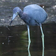 Aigrette bleue