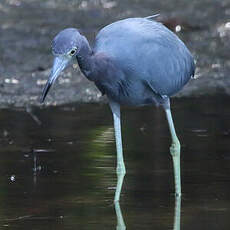 Aigrette bleue