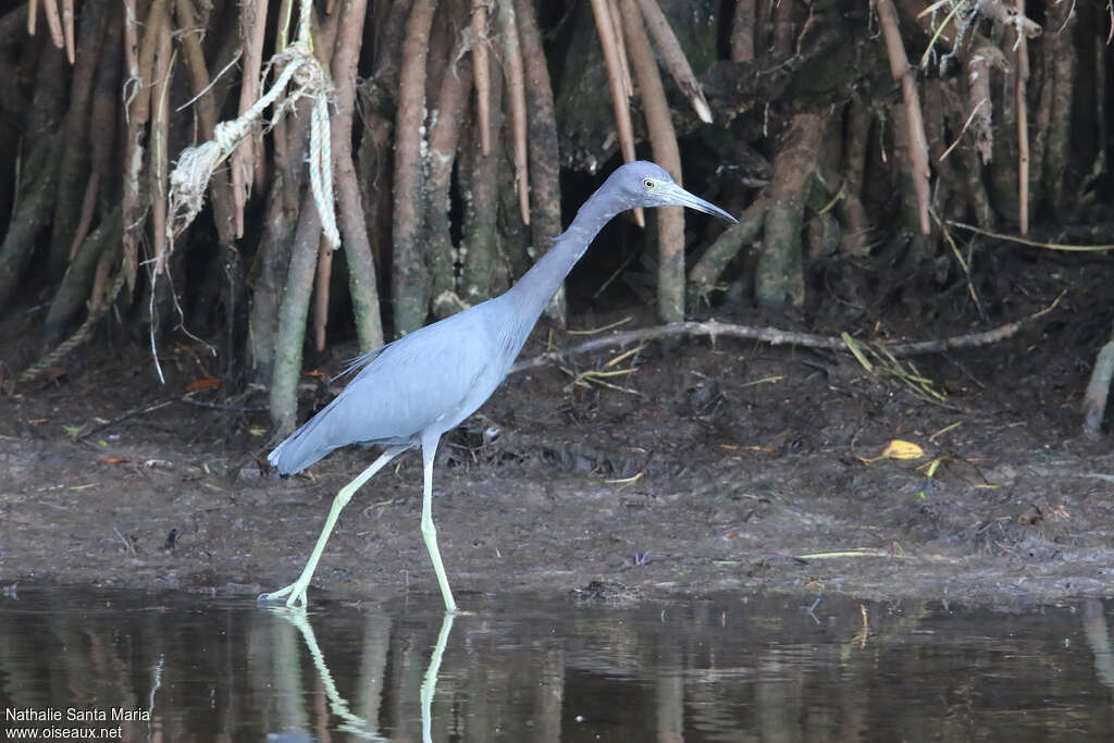 Little Blue Heronadult, identification, walking