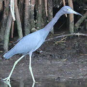 Little Blue Heron