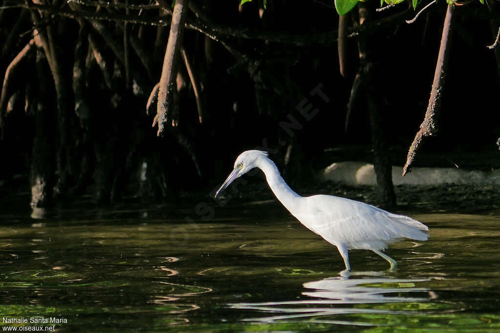 Aigrette bleuejuvénile, identification