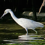 Aigrette bleue