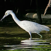 Little Blue Heron