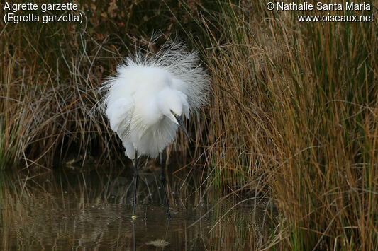 Aigrette garzetteadulte nuptial, identification, portrait, marche, Comportement