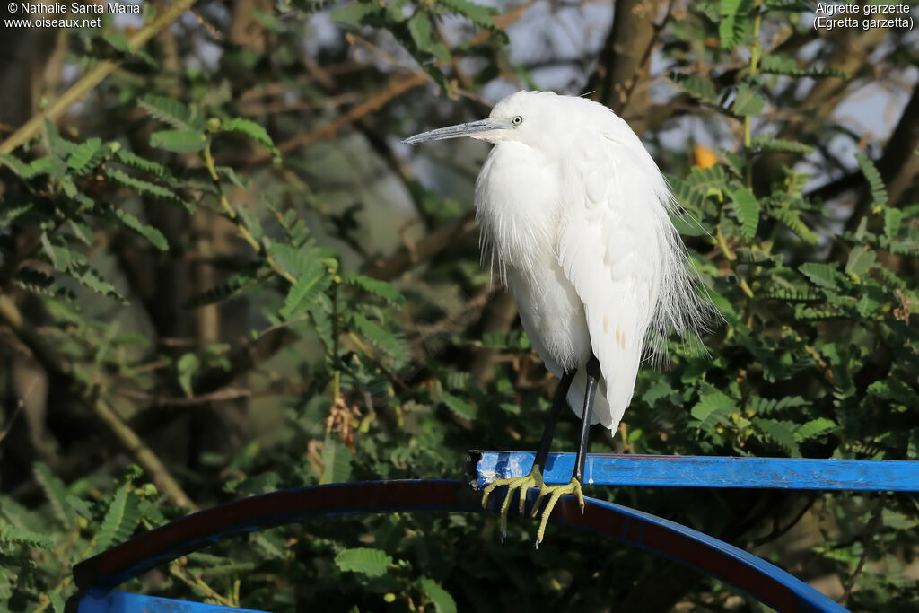 Aigrette garzetteadulte, identification, habitat