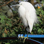 Little Egret