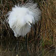 Aigrette garzette