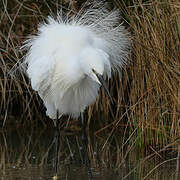 Aigrette garzette