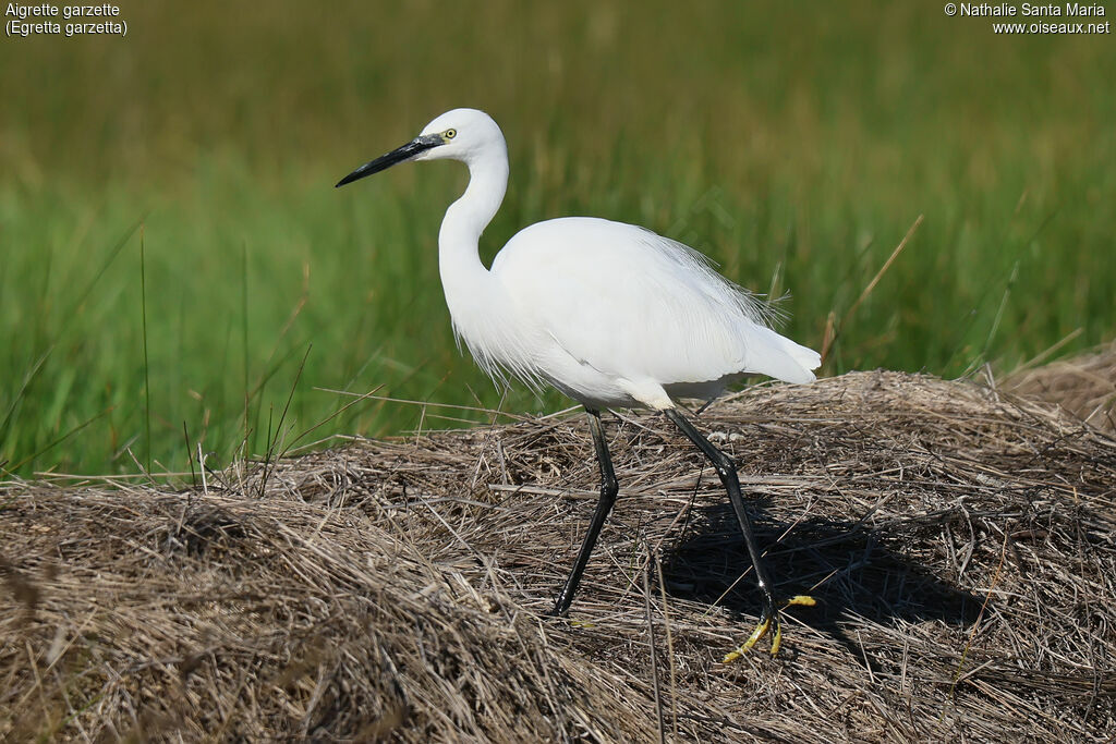 Aigrette garzetteadulte, identification, marche