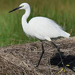 Aigrette garzette