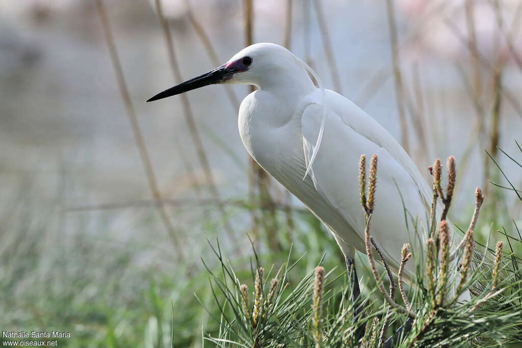 Aigrette garzetteadulte nuptial, identification, habitat, Comportement