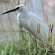 Aigrette garzette