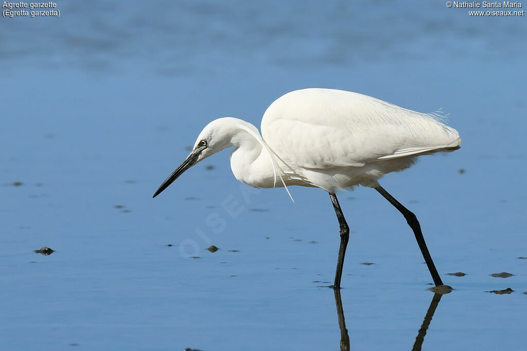 Little Egretadult, identification, walking