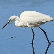 Aigrette garzette