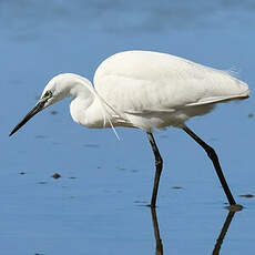 Aigrette garzette