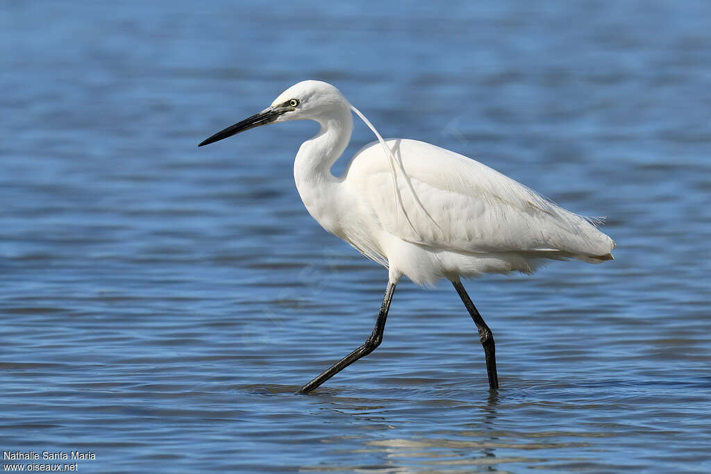 Aigrette garzetteadulte, identification, composition, Comportement