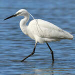 Aigrette garzette