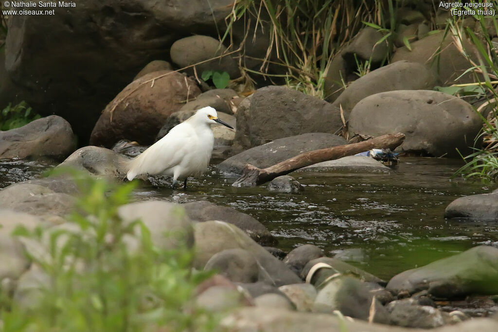 Aigrette neigeuseadulte, habitat