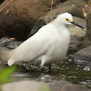 Snowy Egret