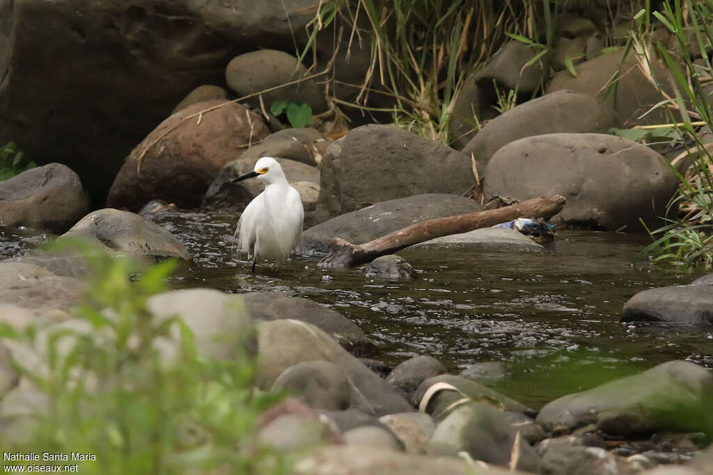 Snowy Egretadult, identification