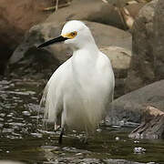 Snowy Egret