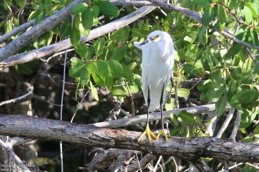 Aigrette neigeuseadulte, identification