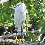 Snowy Egret