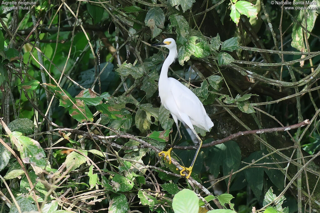 Aigrette neigeuse