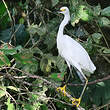 Aigrette neigeuse