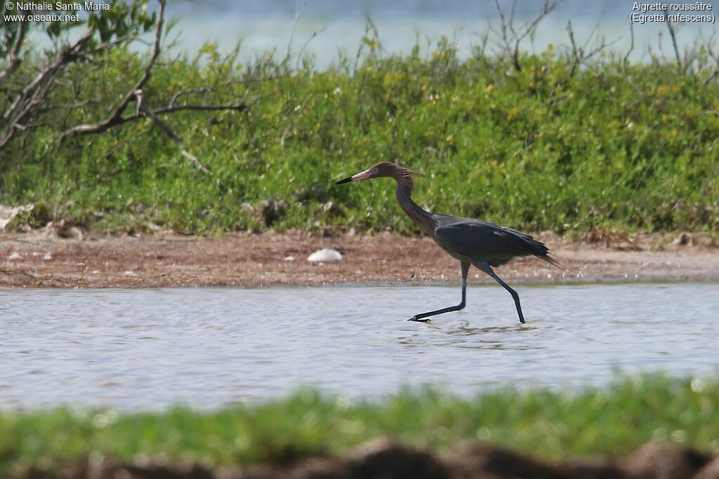 Aigrette roussâtreadulte, identification, marche, pêche/chasse