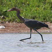 Reddish Egret