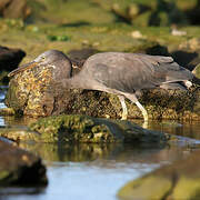 Pacific Reef Heron