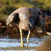 Pacific Reef Heron